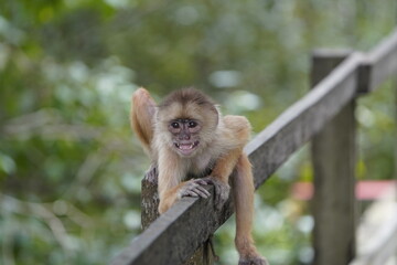 Common squirrel monkey (Saimiri sciureus) Cebidae family. Amazon rainforest, Brazil