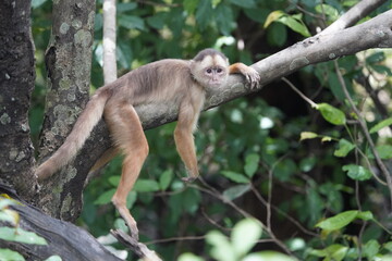 Common squirrel monkey (Saimiri sciureus) Cebidae family. Amazon rainforest, Brazil