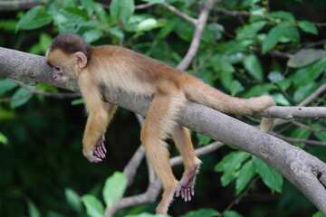 Common squirrel monkey (Saimiri sciureus) Cebidae family. Amazon rainforest, Brazil