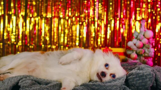 Cute dog resting in New Year's atmosphere. White spitz lying on gray plaid on background of bright highlights, gift box and little christmas tree.
