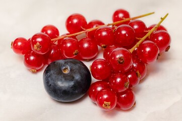 Delicious berries: brush red currant a bluberries on grey background