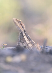 Portrait of a wild Burns' dragon (Amphibolurus burnsi) in leaf litter and wooded background