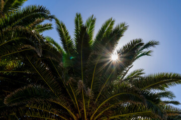 Fototapeta na wymiar Palm Trees Capture The Afternoon Sun In The Moroccan Desert