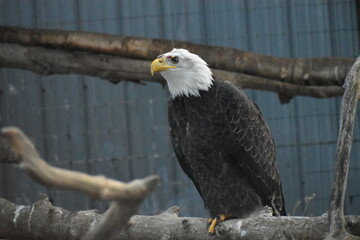Naklejka premium Animal