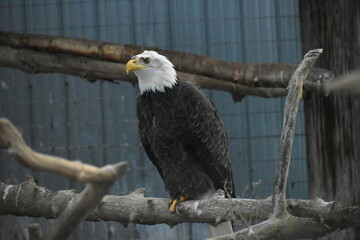 Animal