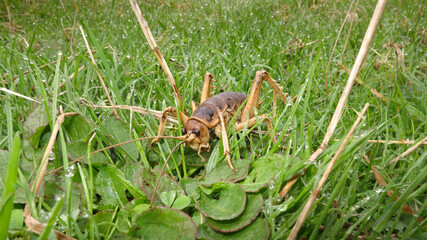 Stephens Island weta or Cook Strait giant weta on Maud Island. Endemic to New Zealand.