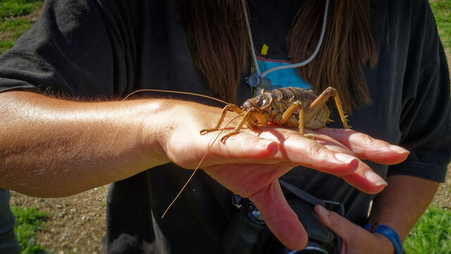 Cook Strait giant weta on a hand for scale.