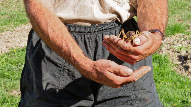 Cook Strait Giant Weta On A Hand For Scale.