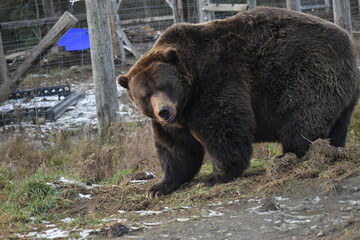 Animal