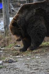 Fototapeta premium Animal