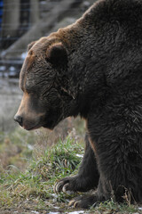 Fototapeta premium Animal