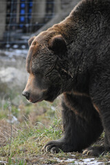 Fototapeta premium Animal