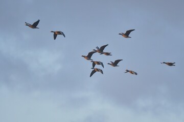 朝陽の中のマガンの飛翔