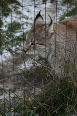 Obraz premium Animal