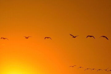 朝日の中のガンの飛翔