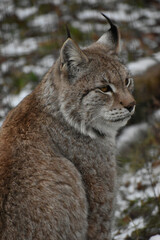 Animal