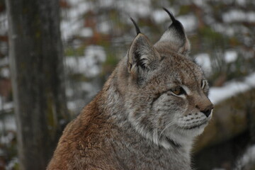 Animal