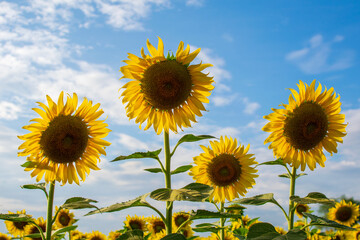 Obraz premium Sunflower natural background. Sunflower blooming. Close-up of sunflower