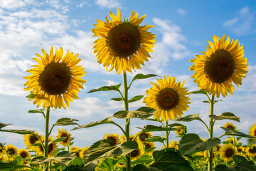 Sunflower natural background. Sunflower blooming. Close-up of sunflower