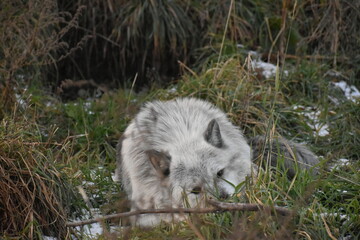 Naklejka premium Animal