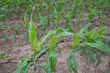 Corn leaf damage by insect and pest, Corn leaf damaged by fall armyworm Spodoptera frugiperda.Corn leaves attacked by worms