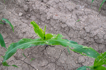 Corn leaf damage by insect and pest, Corn leaf damaged by fall armyworm Spodoptera frugiperda.Corn leaves attacked by worms