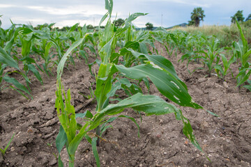 Corn leaf damage by insect and pest, Corn leaf damaged by fall armyworm Spodoptera frugiperda.Corn leaves attacked by worms