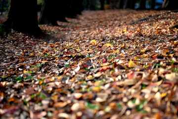 落ち葉と欅並木