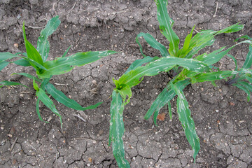 Corn leaf damage by insect and pest, Corn leaf damaged by fall armyworm Spodoptera frugiperda.Corn leaves attacked by worms