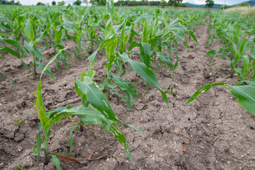 Corn leaf damage by insect and pest, Corn leaf damaged by fall armyworm Spodoptera frugiperda.Corn leaves attacked by worms