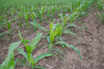 Corn leaf damage by insect and pest, Corn leaf damaged by fall armyworm Spodoptera frugiperda.Corn leaves attacked by worms