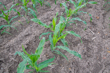 Corn leaf damage by insect and pest, Corn leaf damaged by fall armyworm Spodoptera frugiperda.Corn leaves attacked by worms