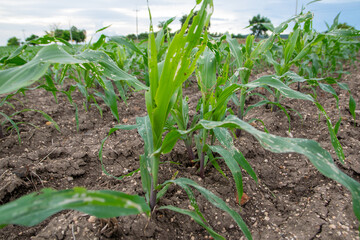 Corn leaf damage by insect and pest, Corn leaf damaged by fall armyworm Spodoptera frugiperda.Corn leaves attacked by worms