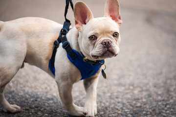 Fototapeta premium Rare white french bull dog on a leash and harness. The puppy is looking directly to camera. 
