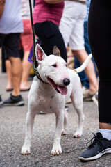 one white English bull terrier on a leash