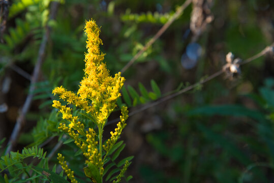 ブタクサ の画像 6 5 件の Stock 写真 ベクターおよびビデオ Adobe Stock
