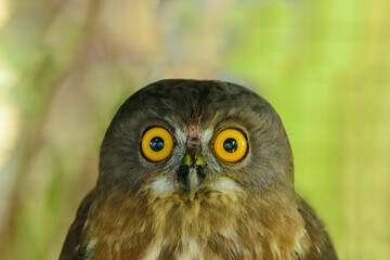 owl close up on a nature background.