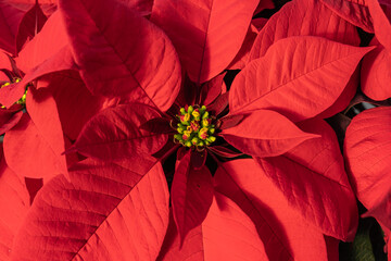 Red Poinsettia Blooming for Holiday season