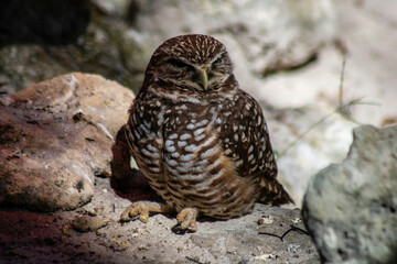 Burrowing owl