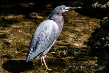little blue heron