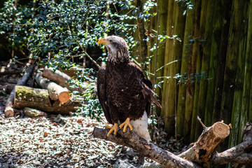 juvenile  bald eagle