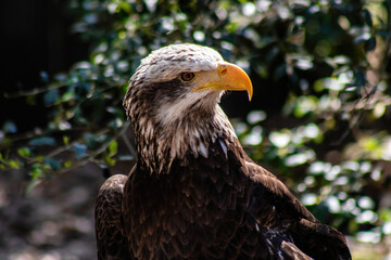 juvenile bald eagle