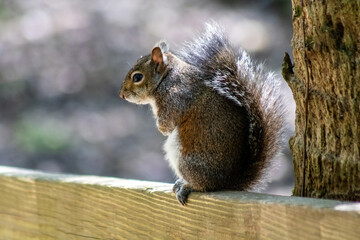 squirrel in the park