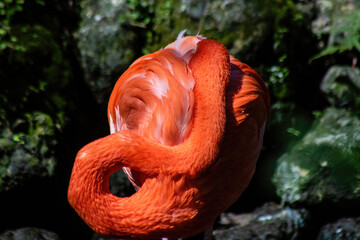 flamingo in the garden