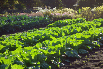 畑作物の太陽光に照らし出された新鮮なフレッシュ感