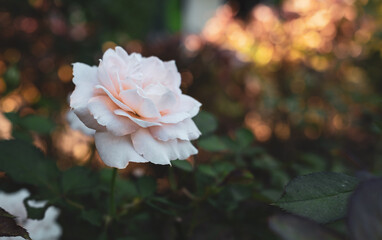 Rose flower blooming on bokeh blur colorful nature background.
