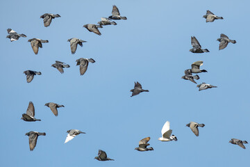 Rock Pigeons in Flight Formation Against a Blue Sky