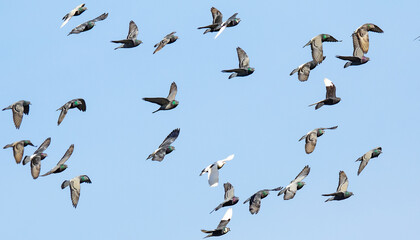 Rock Pigeons in Flight Formation Against a Blue Sky