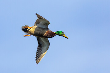 Obraz premium Beautiful Drake Mallard Cups His Wings and Zeroes in on Landing
