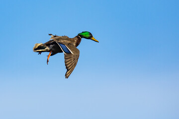 Obraz premium Beautiful Drake Mallard Deploys Air Brakes and Zeroes in on Landing